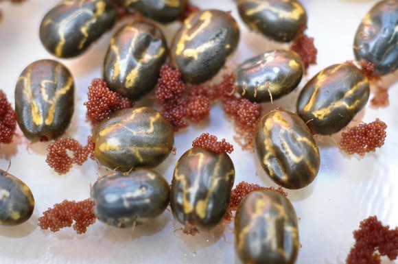 Rhipicephalus (Boophilus) microplus – carrapato do boi