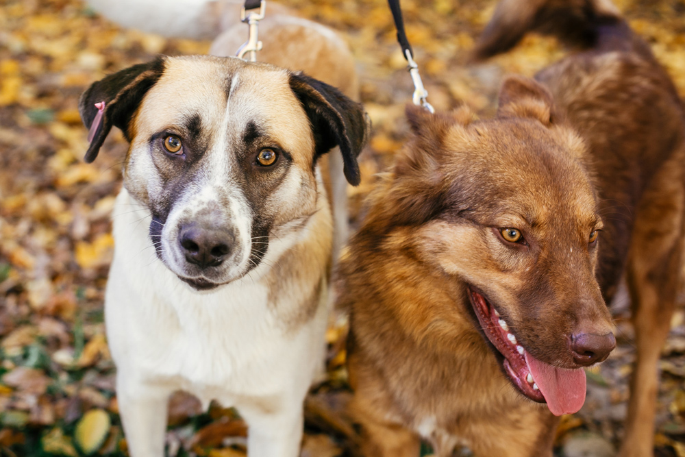 Leishmania – Leishmaniose visceral canina