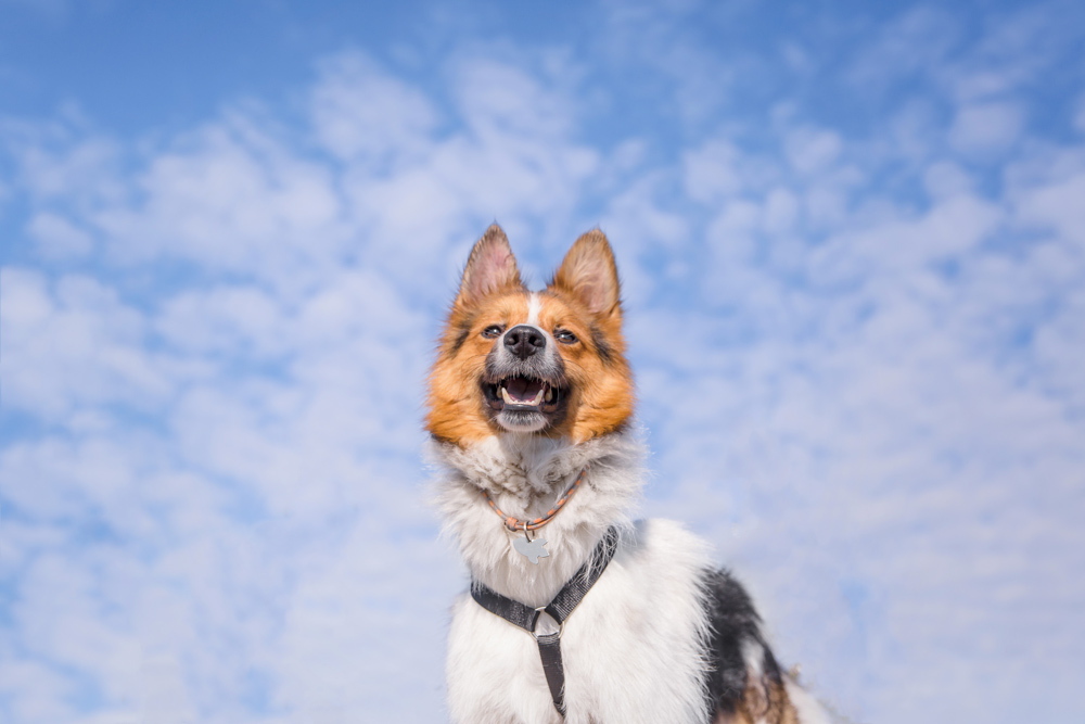 Anaplasma marginale e Babesia spp. – Tristeza Parasitaria Bovina (TPB)