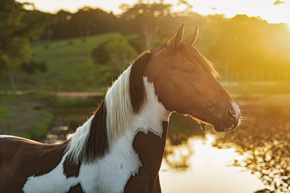 Theileria equi e Babesia caballi – Piroplasmose equina