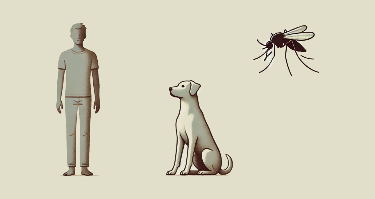 Informes técnicos: Leishmaniose