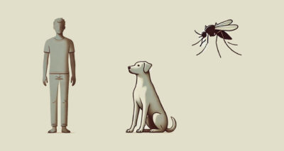 Informes técnicos: Leishmaniose