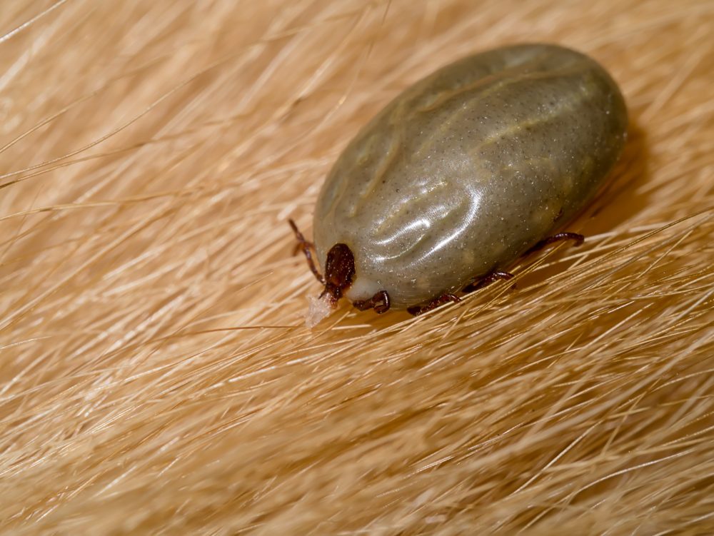 Anaplasma marginale e Babesia spp. – Tristeza Parasitaria Bovina (TPB)